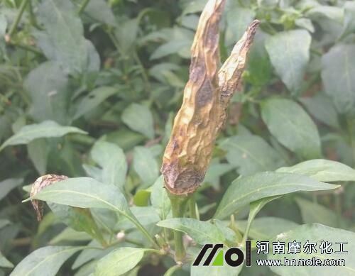 辣椒炭疽病 辣椒炭疽病