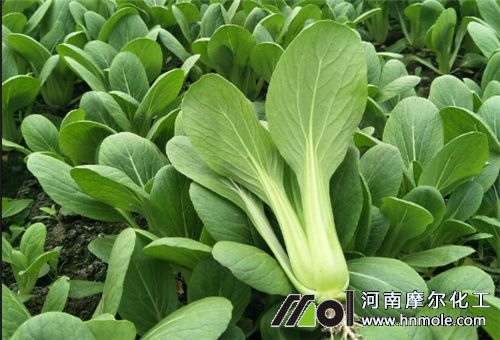 青菜用魚蛋白肥好處 青菜用魚蛋白肥好處