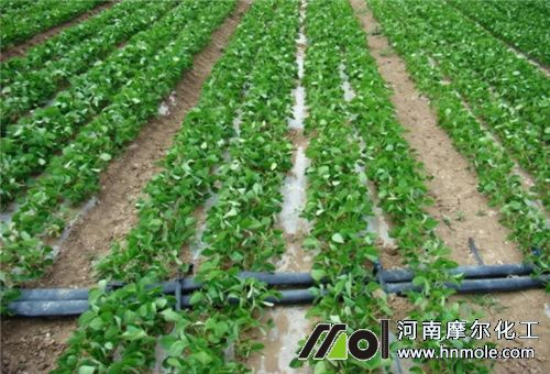 水溶肥應(yīng)用 水溶肥應(yīng)用