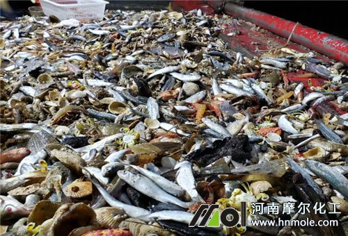 魚蝦蛋白氣味 魚蝦蛋白氣味