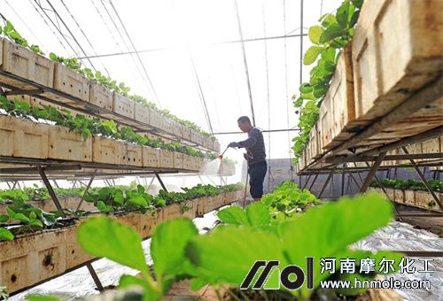 水溶肥使用技巧 水溶肥使用技巧