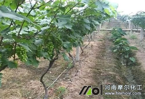 水溶肥用法 水溶肥用法